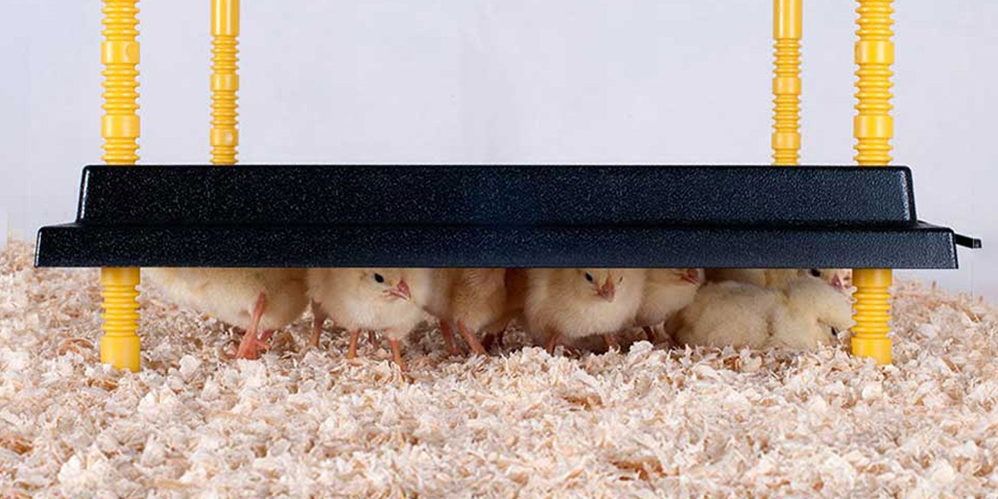 A Guide to Hatching Eggs: Brooding