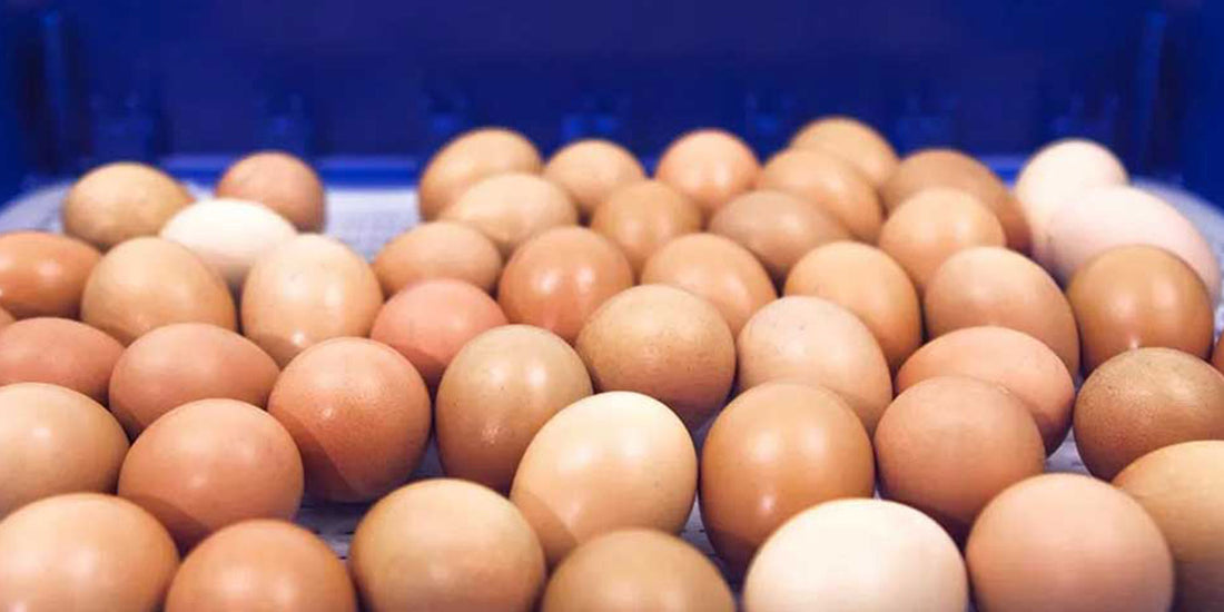 A Guide to Hatching Eggs: Choosing an Incubator