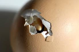 egg hatching