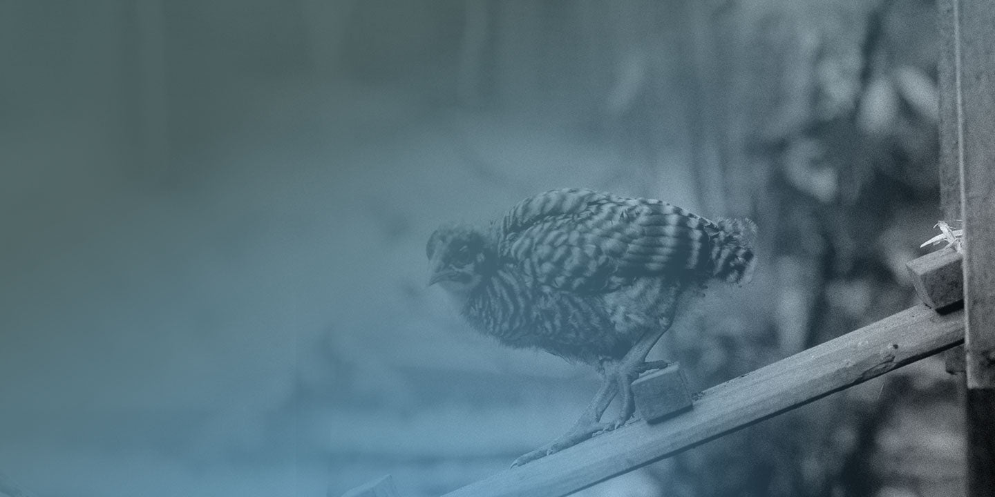 Quail Cages