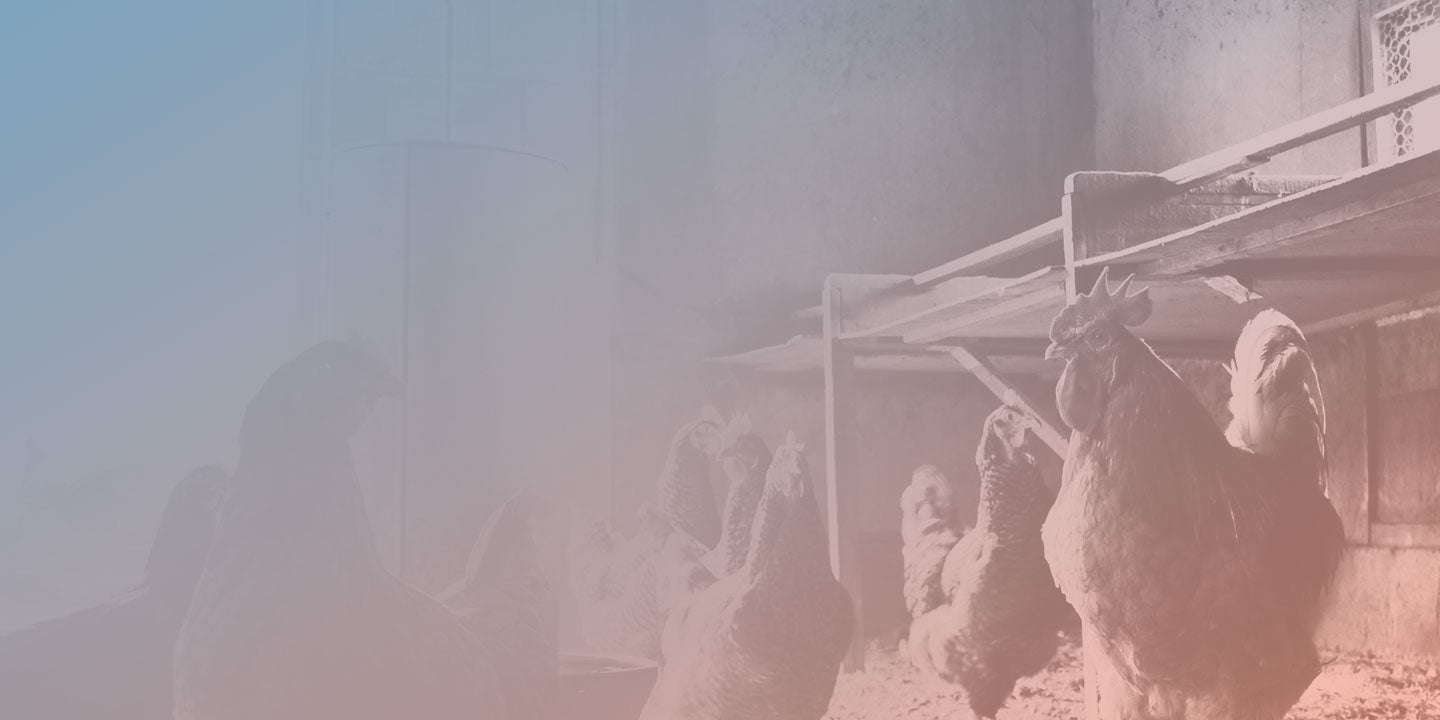 Poultry Health & Processing