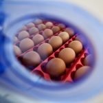 Borotto REAL 49 Incubator - Automatic