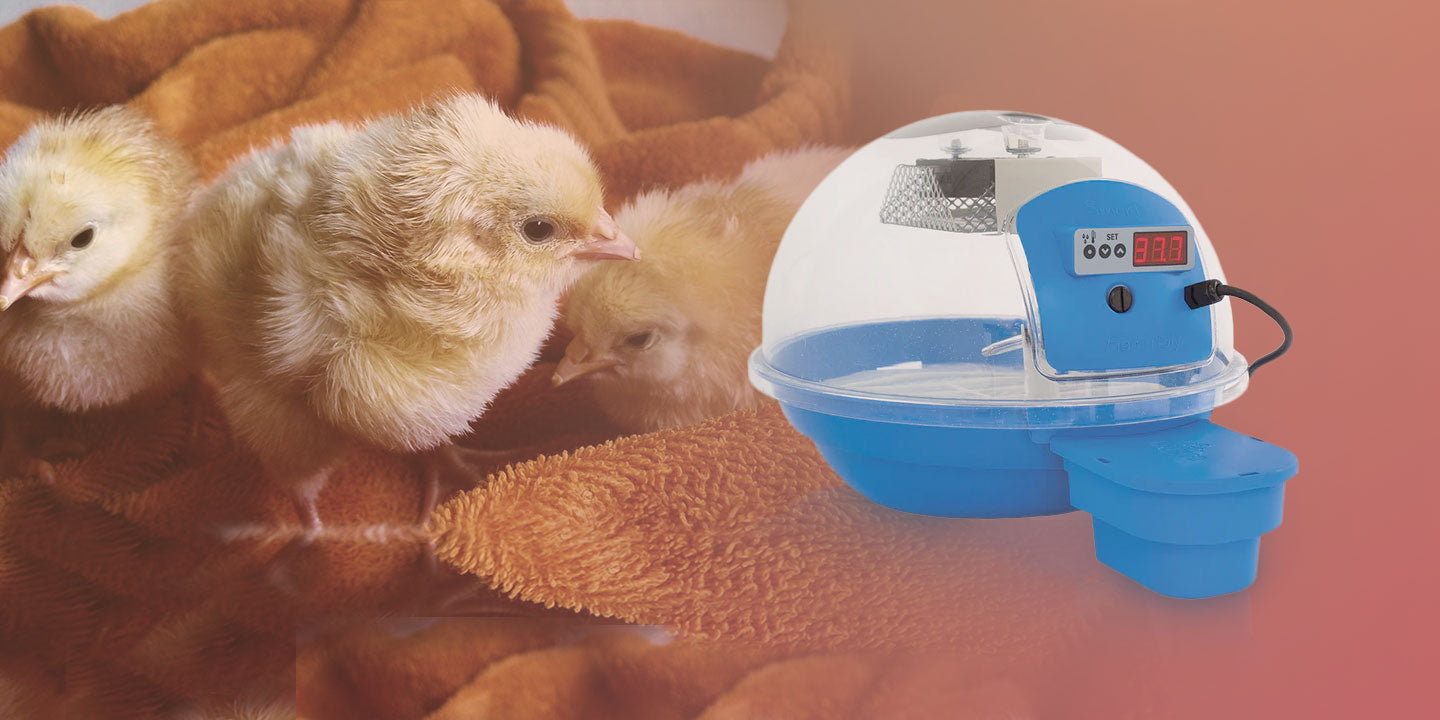 Brookfield Poultry Equipment