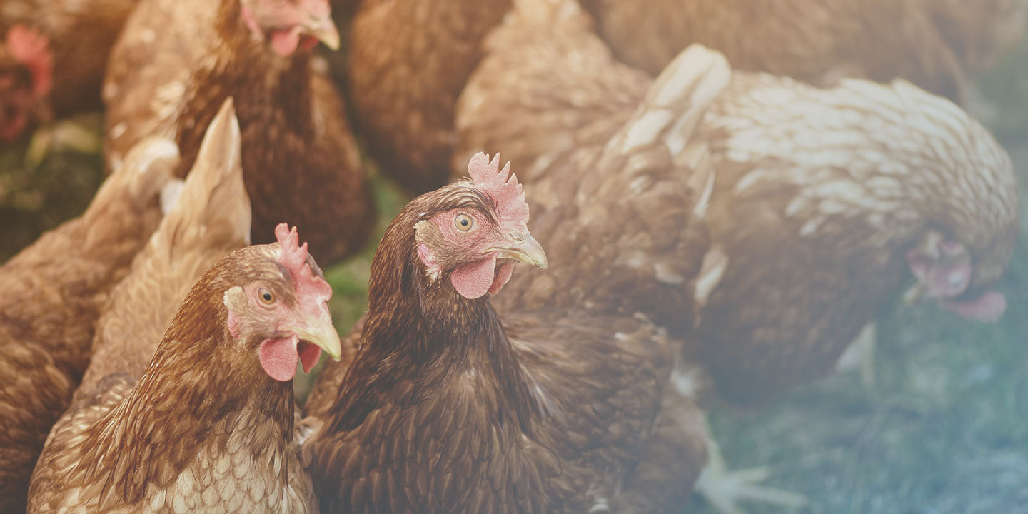 Brookfield Poultry Equipment