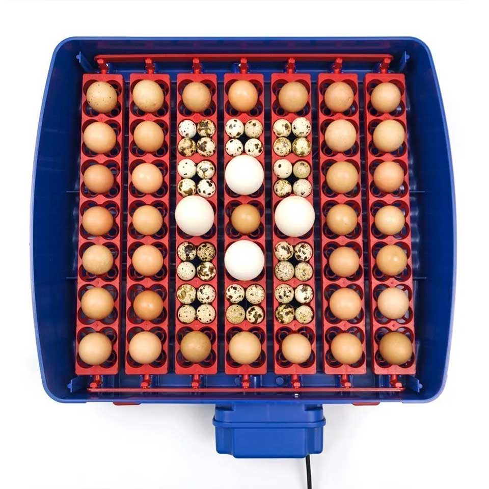 Borotto REAL 49 PLUS Automatic Incubator