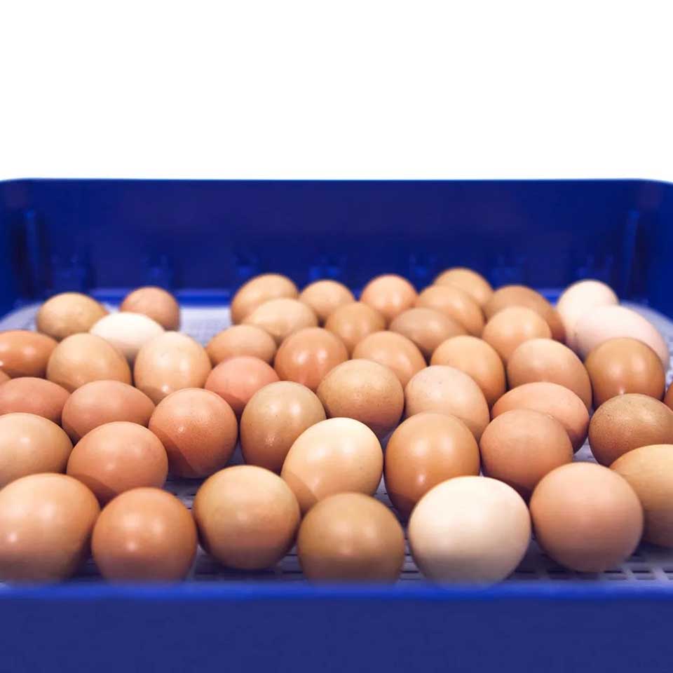 Borotto REAL 49 PLUS Automatic Incubator