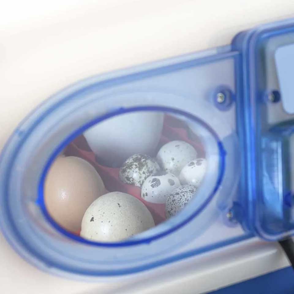 Borotto REAL 49 PLUS Automatic Incubator