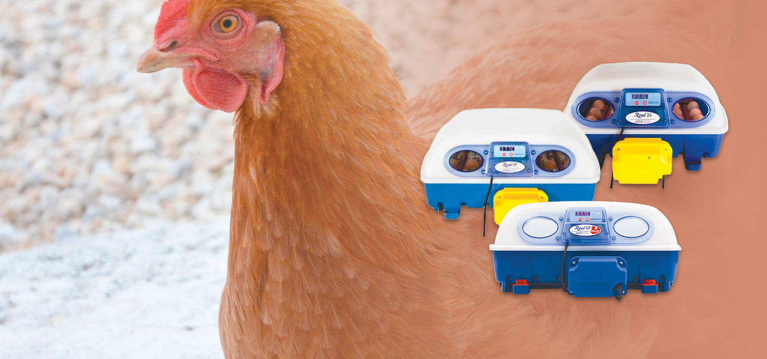 Brookfield Poultry Equipment