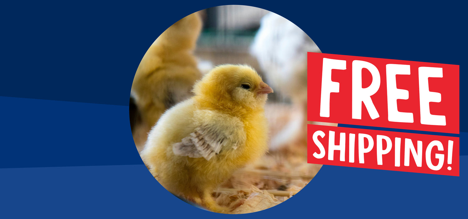 Brookfield Poultry Equipment