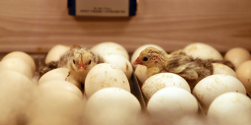 A Guide to Hatching Eggs: Egg Hatching Methods – Brookfield Poultry ...