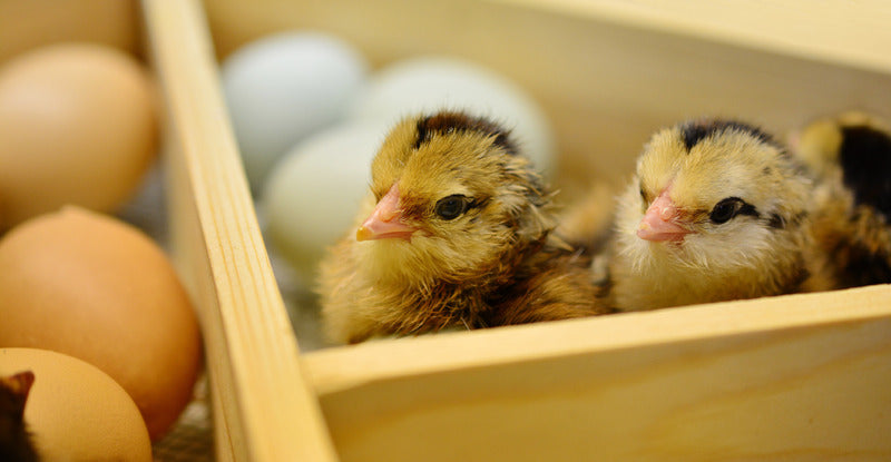 A Guide to Hatching Eggs: How Long Do Chickens Take to Hatch?