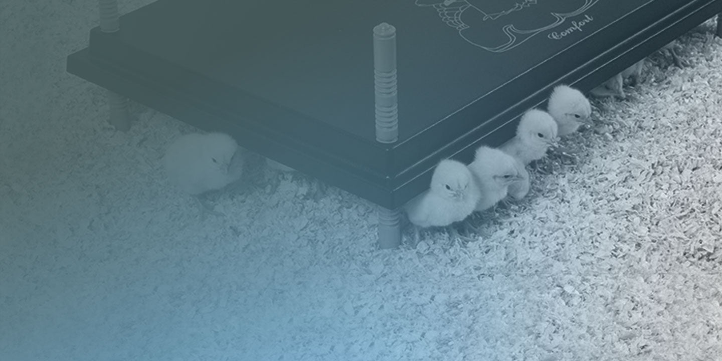 Chickplates