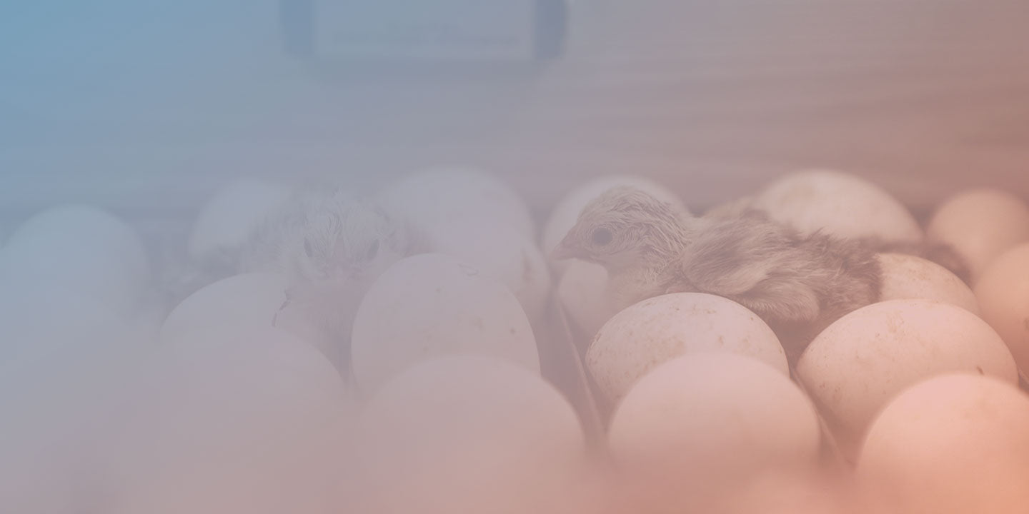 Incubators & Brooding