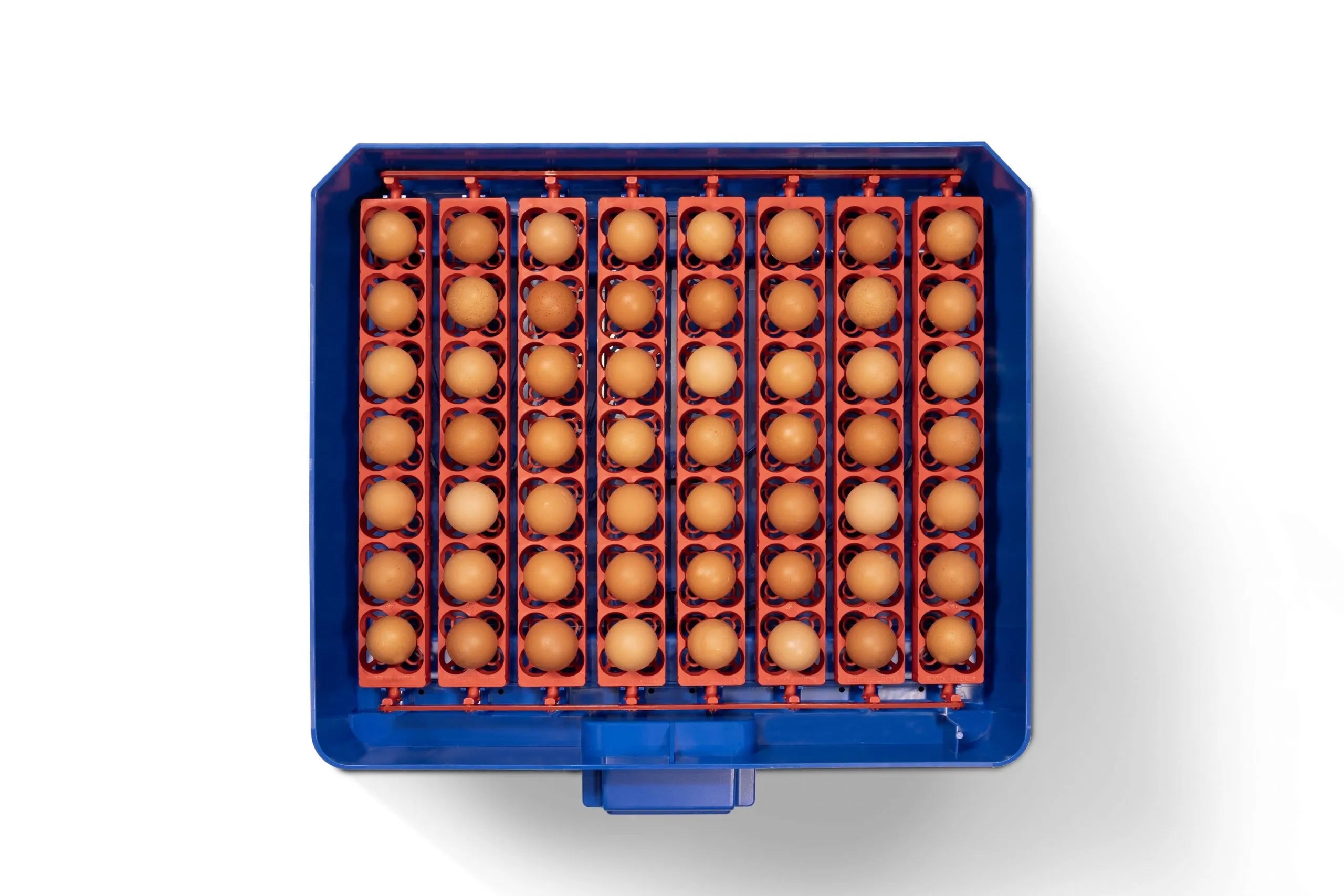 Borotto Lumia 56 Incubator