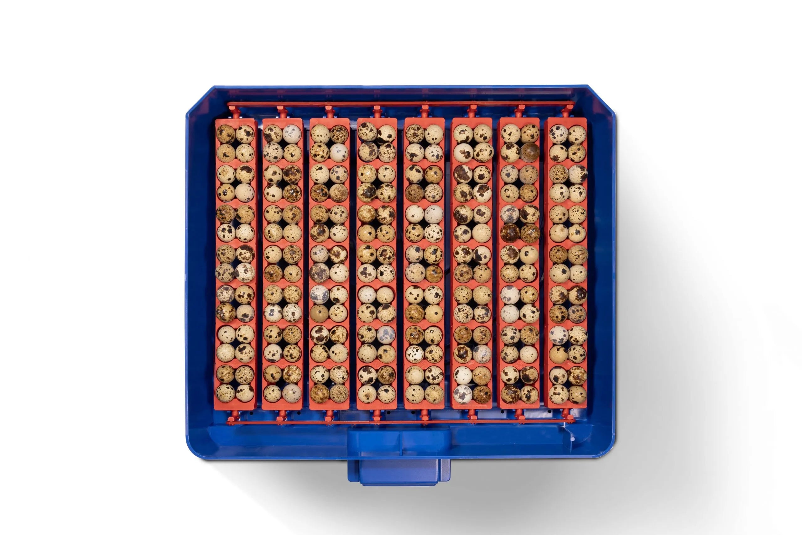 Borotto Lumia 56 Incubator