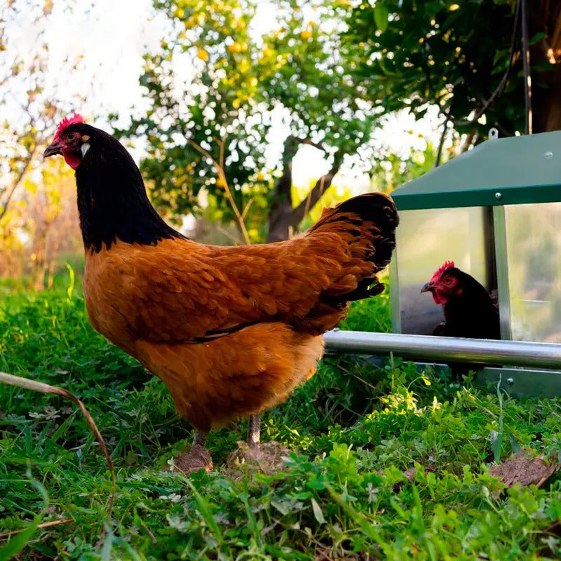 ORMI Fenix Quad Nesting Box