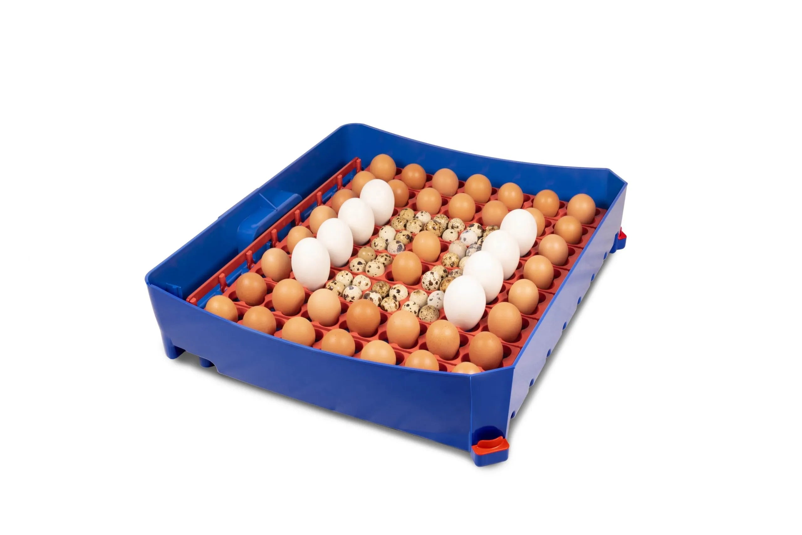 Borotto Lumia 56 Incubator