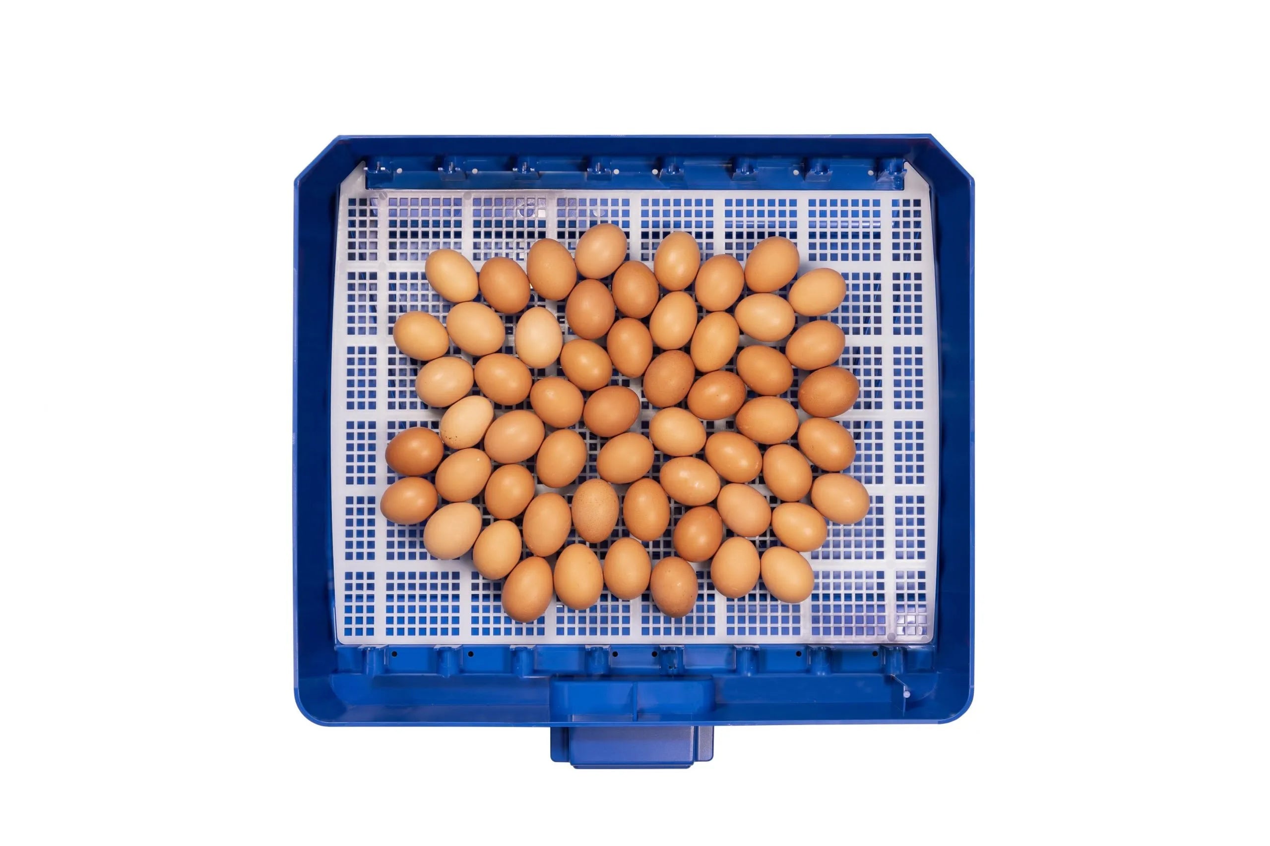 Borotto Lumia 56 Incubator