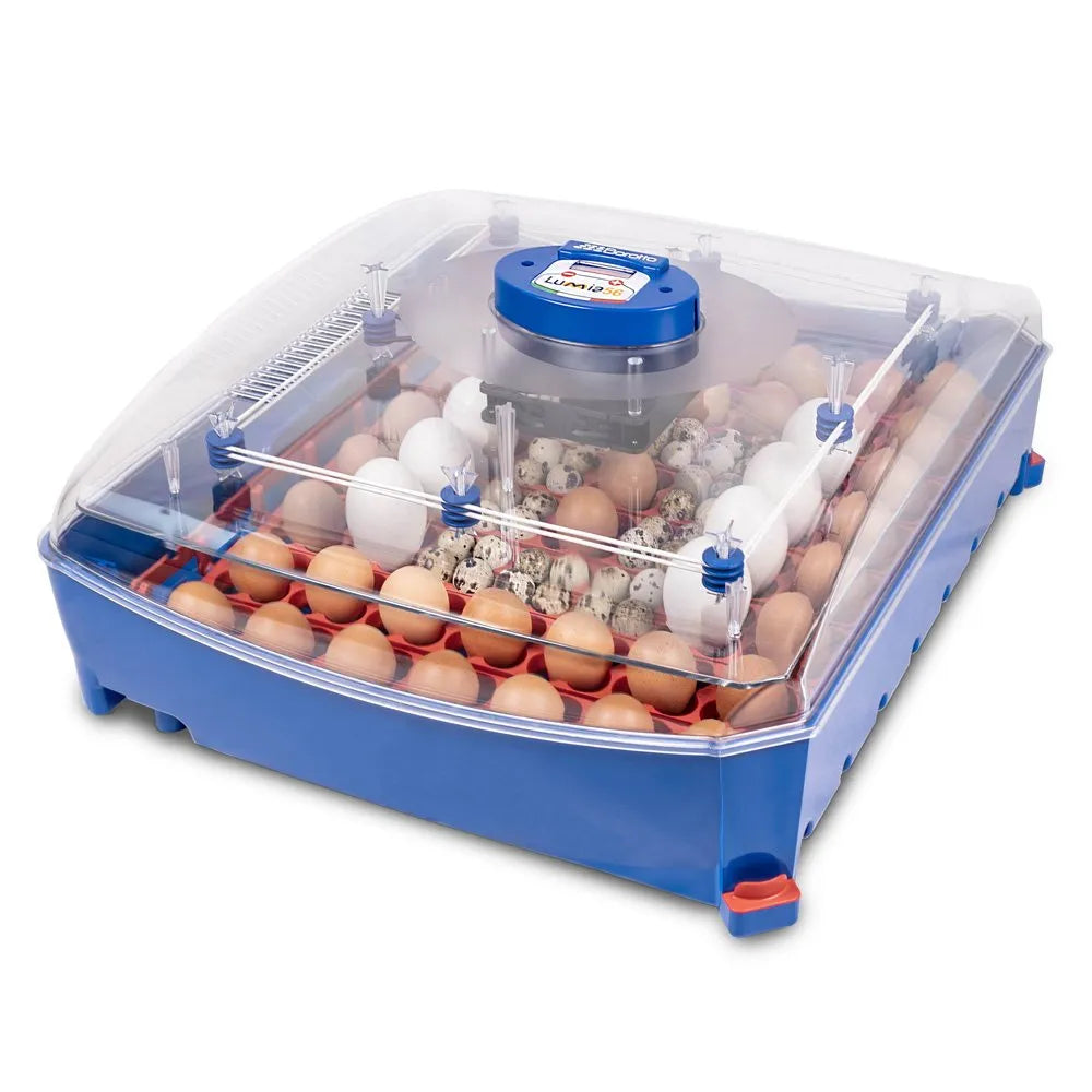 Borotto Lumia 56 Incubator - Refurbished