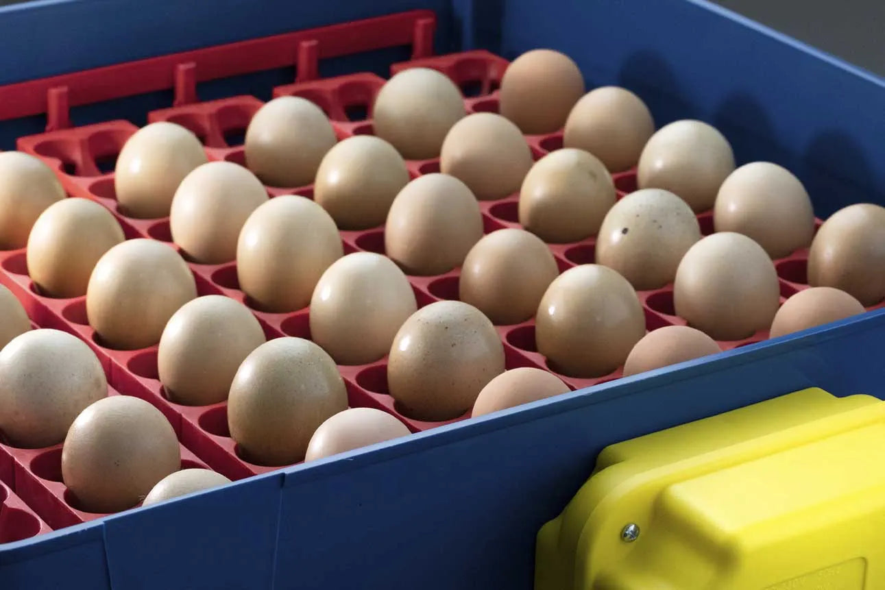 Borotto REAL 49 Incubator - Automatic